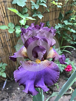 Iris Germanica, Cantina variety photo