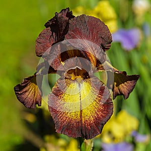 Iris germanica close up.
