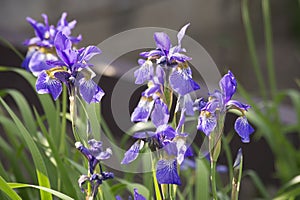 Iris germanica photo
