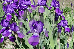 Iris germanica in full bloom in spring