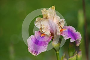 Iris germanica in garden.