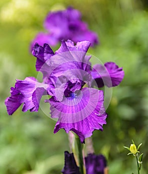 Iris germanica in garden.