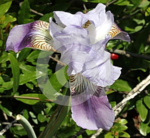 Iris germanica, German Iris