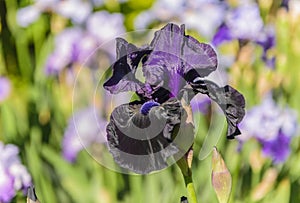 Iris germanica Ghost Train