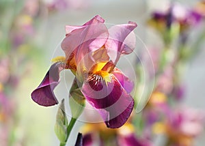 Iris germanica Indian Chief Flowers