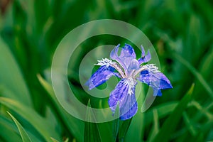 Iris germanica L-Iris tectorum Maxim