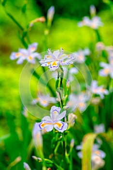 Iris germanica L-Iris tectorum Maxim