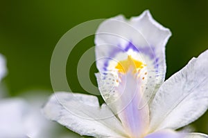 Iris germanica L-Iris tectorum Maxim