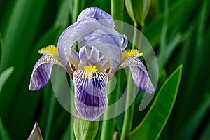 Iris Germanica Profile