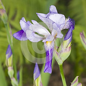 Iris Germanica, purple flower and bud on stem at flowerbed closeup, selective focus, shalow DOF