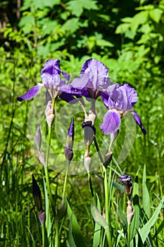 Iris Germanica, purple flowers and bud on stem at flowerbed closeup, selective focus, shalow DOF photo