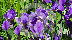 Iris Germanica, purple flowers and bud on stem at flowerbed closeup, selective focus, shalow DOF photo