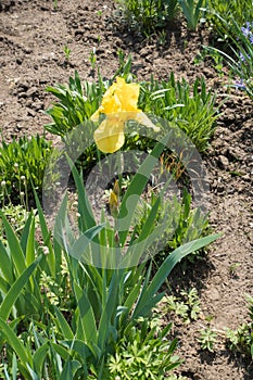 Iris germanica with yellow flower in spring