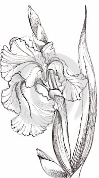 Iris of Graphic. Handiwork Illustration.