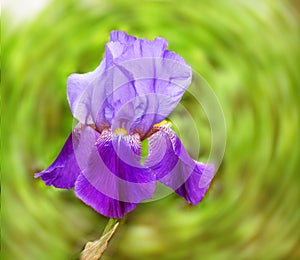 Iris on a green swirling background