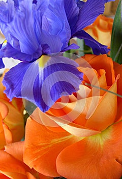 Dutch Iris hollandica Close Up in a bouquet of roses