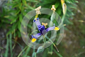 Iris x hollandica \'Frans Hals\' blooms in June in the garden. Berlin, Germany