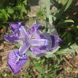 Iris hookeriana, Hooker's Iris