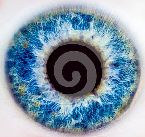 Iris of a human eye