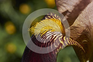 Iris ibrida flower close up