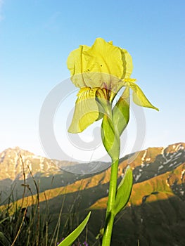 Iris imbricata flower in wild against mountains