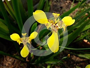 Iris iridaceae flower yellow yellowflower apostleplant
