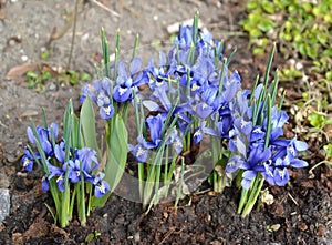 Iris iridodictium reticulum Iridodictyum reticulatum. flowering plants photo