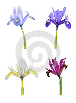 Iris (Iridodictyum)