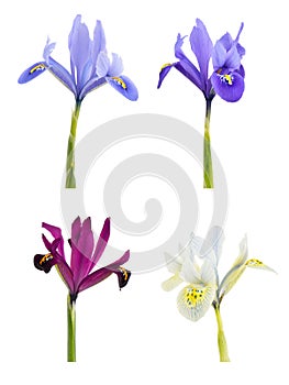 Iris (Iridodictyum)