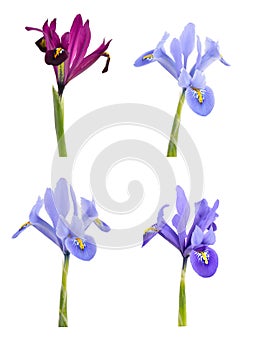 Iris (Iridodictyum)