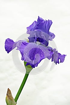 Iris Isolated