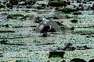 Iris Jacana is hatched by males after mating.