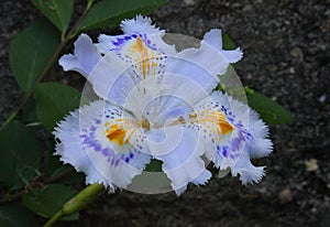 Iris japanese in the meadow