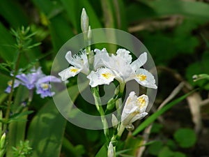 Iris japonica thunb flowers