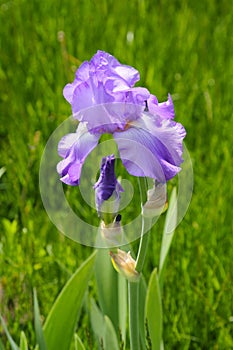 Iris, or Kasatik, or Cockerel is a genus of perennial rhizomatous plants of the Iris family, Violet