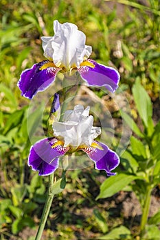 Iris or Kasatik flower