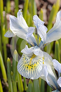 Iris Katharine Hodgkin flower macro image. Blue and yellow spring flower blooming