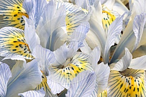 Iris Katharine Hodgkin flower macro image. Blue and yellow spring flower blooming