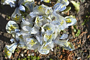 Iris Katherine Hodgkin