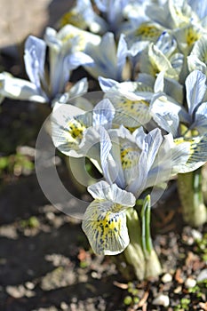 Iris Katherine Hodgkin