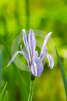 Iris lactea flower closeup