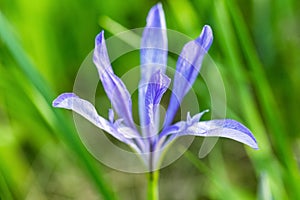 Iris lactea flower