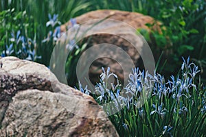 Iris lactea plants between rocks in the forest