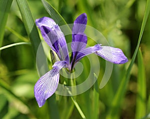 Iris lactea, wild iris photo