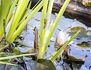 Iris Leaf with Dragonfly Nymph and water lily in pond