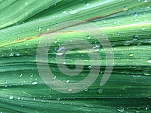 Green iris leaves with water droplets