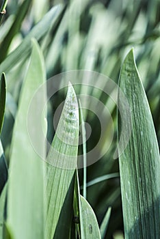 Iris leaves