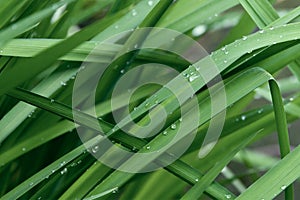 Iris leaves with drops of morning dew