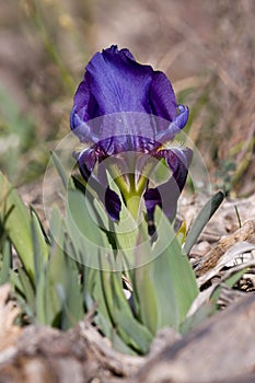 Iris lutescens