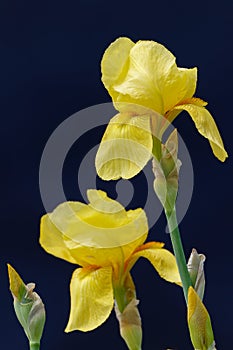 Iris lutescens yellow flower in the garden design photo